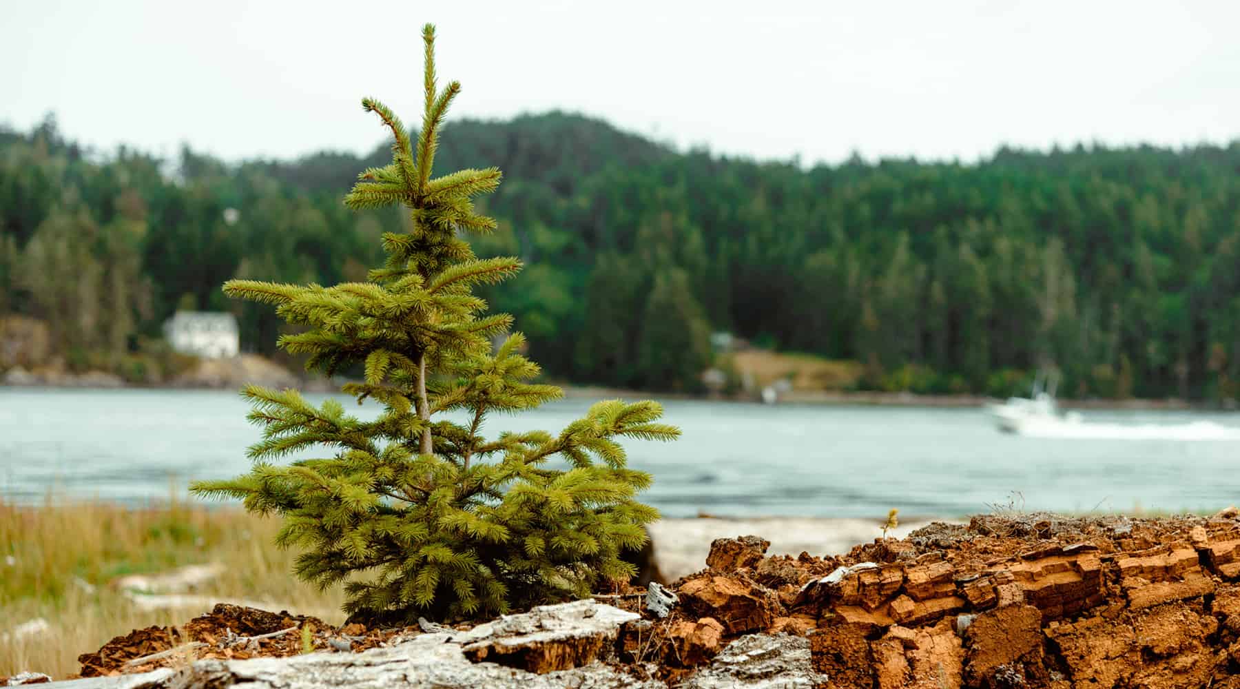 Pine tree by the bay in Maine