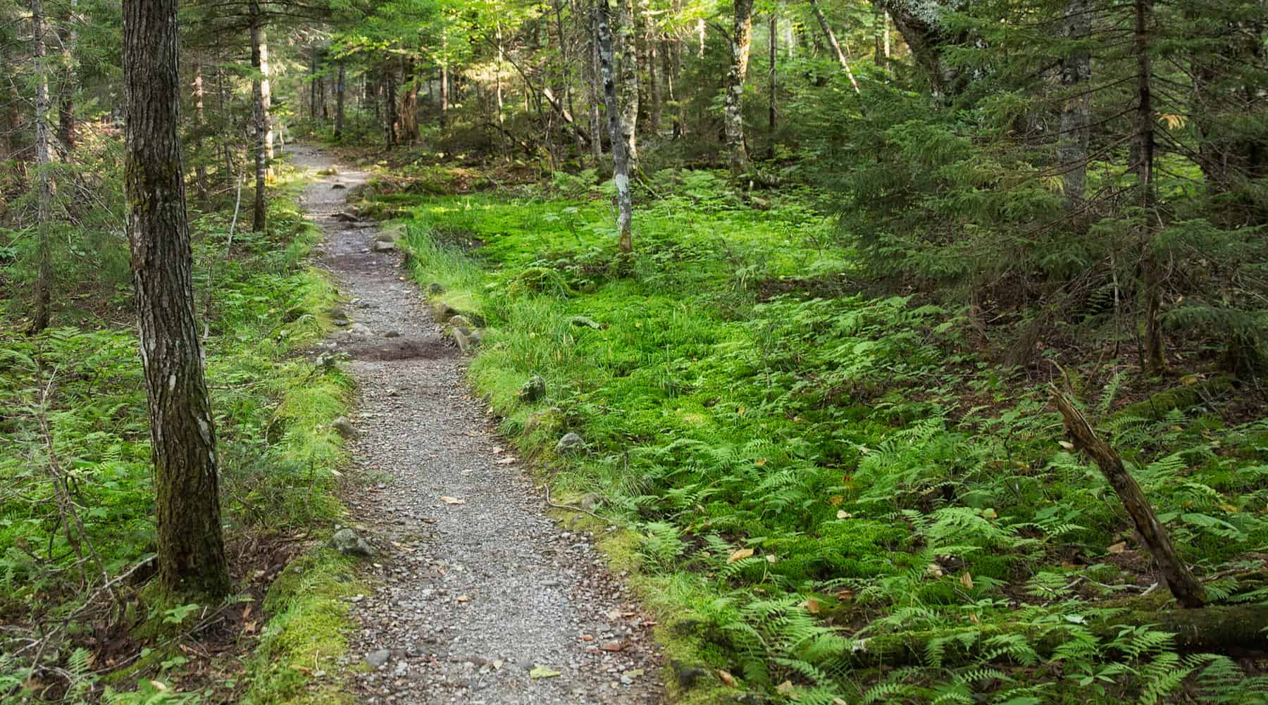 path through Baxter State Park Maine by Jay Lundstrom