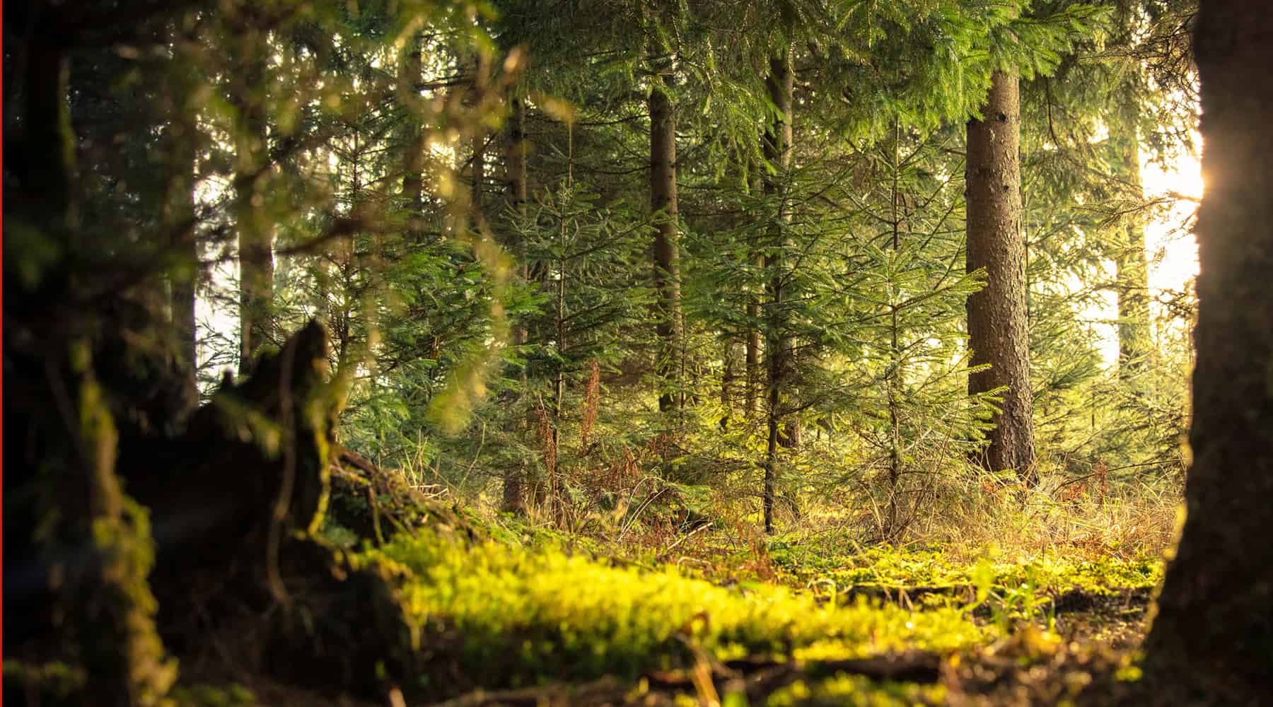 Conifer Daylight Forest