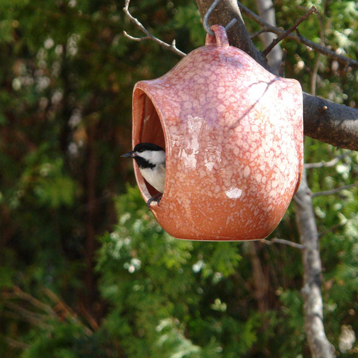 Egg Fly-Through Feeder