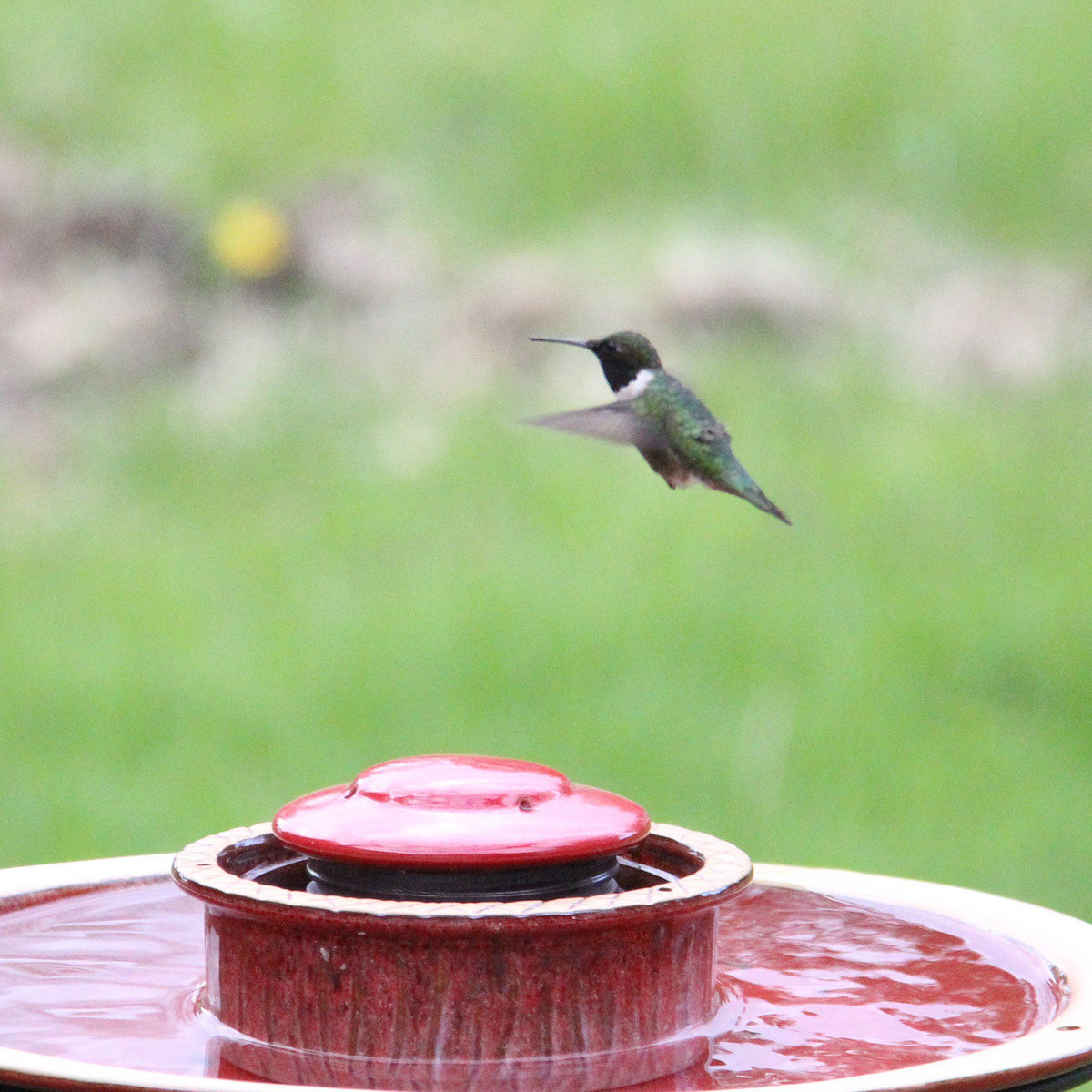 Alcyon Hummingbird Feeder