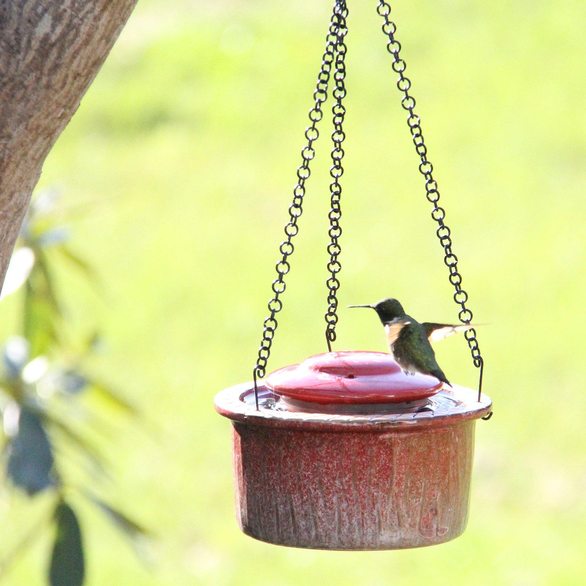 Alcyon Hummingbird Feeder