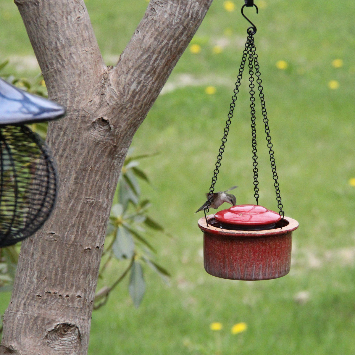 Alcyon Hummingbird Feeder