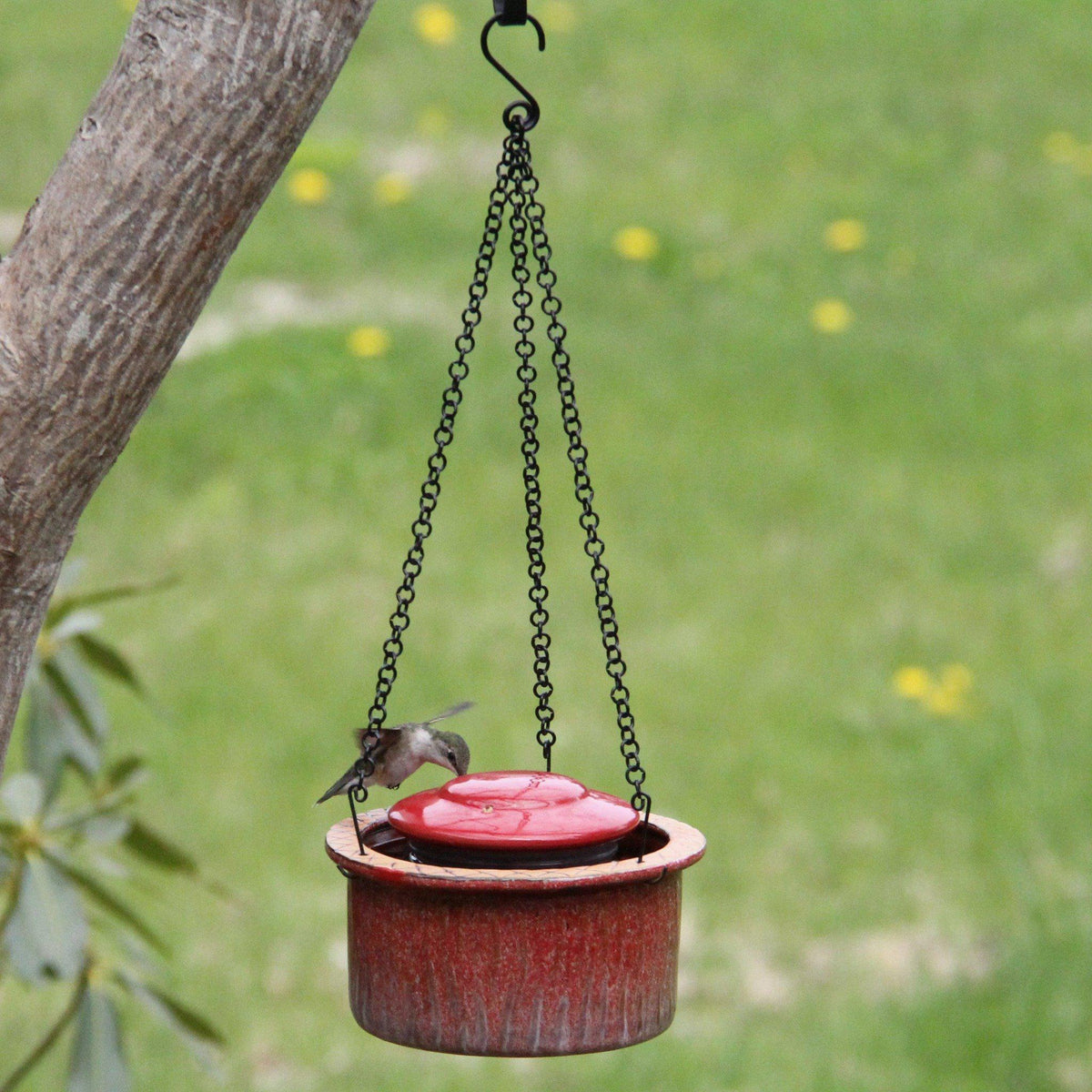 Alcyon Hummingbird Feeder