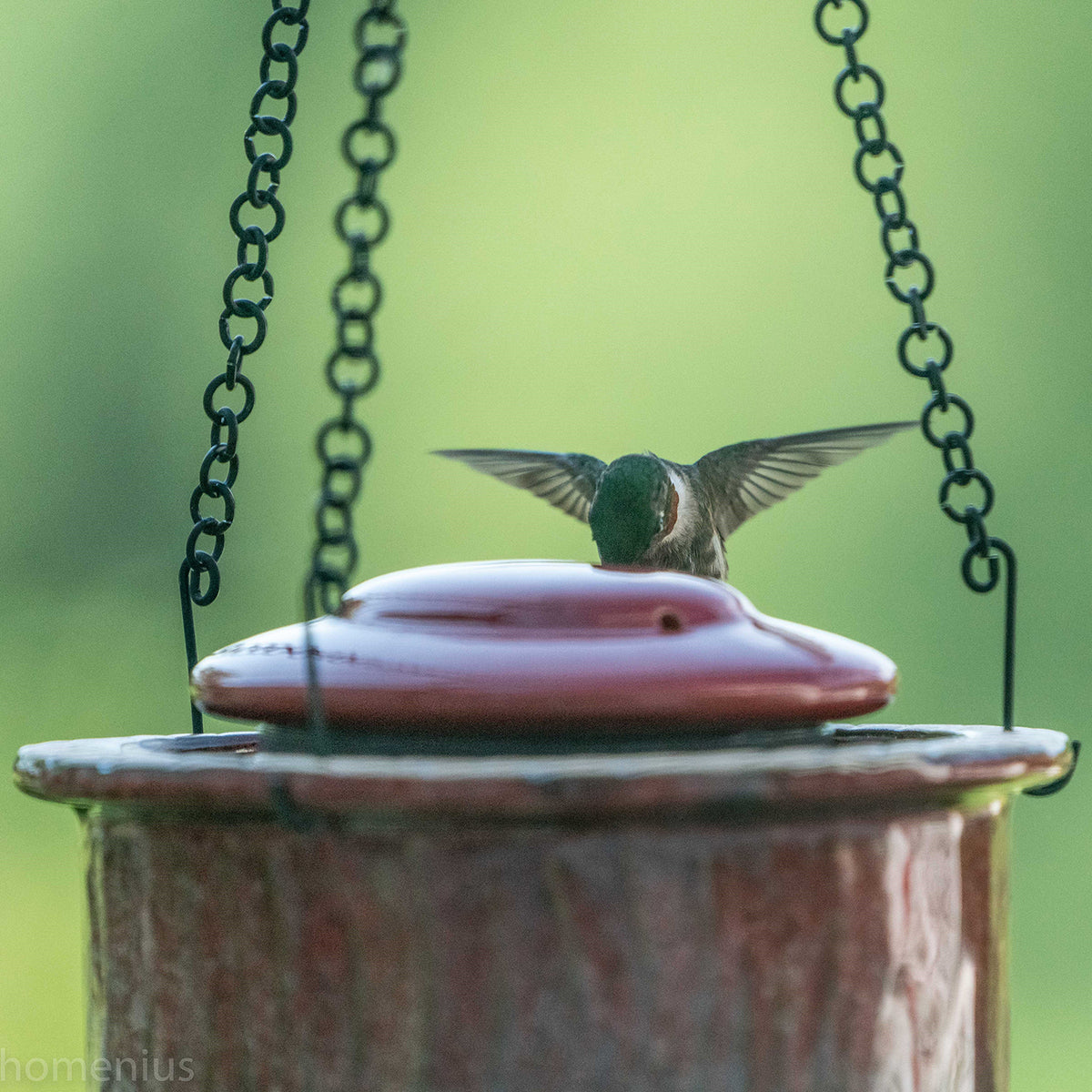 Alcyon Hummingbird Feeder