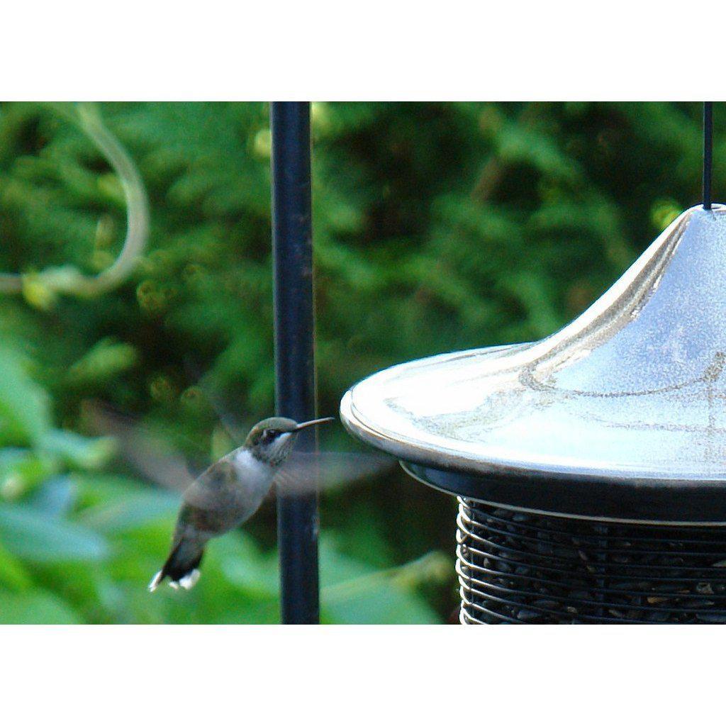 Humming Bird visits Alcyon Feeder